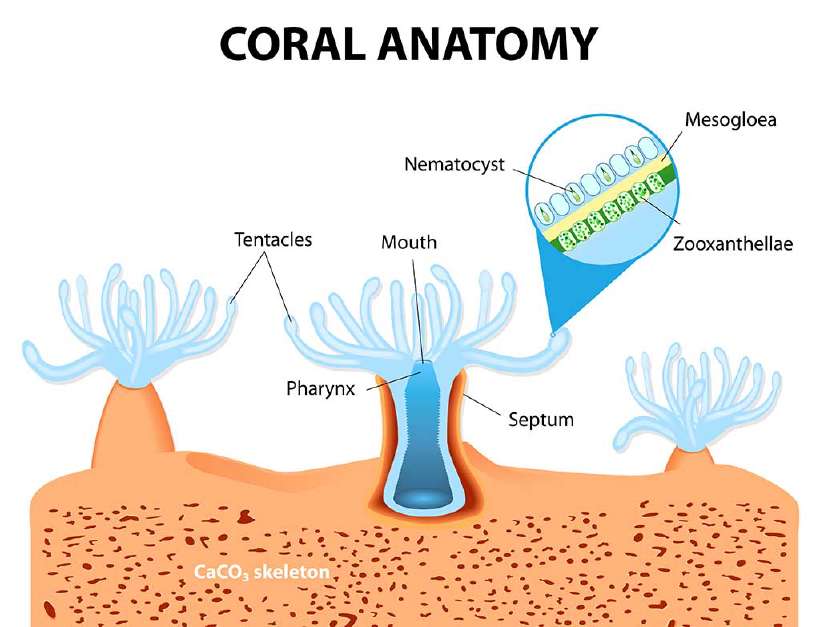Structure of coral polyp. The coral polyps tend to live in colonies and form the building blocks of the reef.