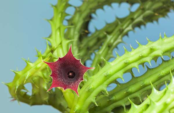 A star shaped succulent Stapelia: Most Stapelia flowers are visibly hairy and generate the odour of rotten flesh
