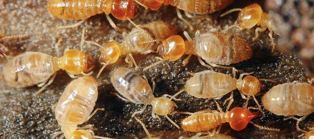 Paris is Bugged by Termites!