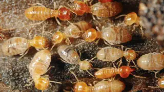Illustration for Paris is Bugged by Termites!