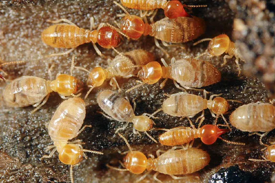 Paris is bugged by termites!