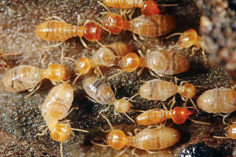 Paris is bugged by termites!