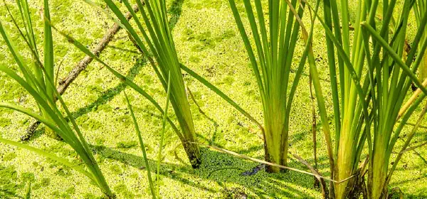 Illustration for What is Vetiver Grass?