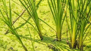 Illustration for What is Vetiver Grass?
