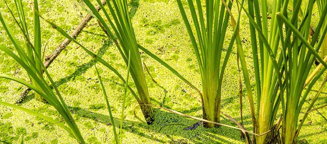 Illustration for What is Vetiver Grass?