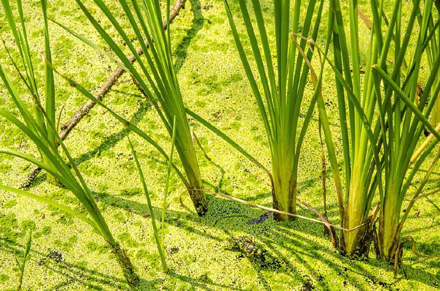 Chrysopogon zizanioides, commonly known as vetiver found abundantly in India.