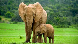 Illustration for Long Memory of Female Elephants is Responsible for the Well Being of their Families