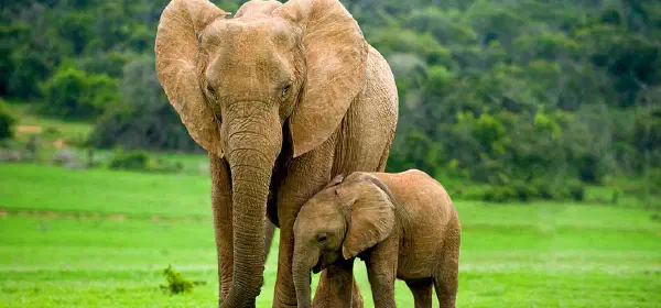 Illustration for Long Memory of Female Elephants is Responsible for the Well Being of their Families