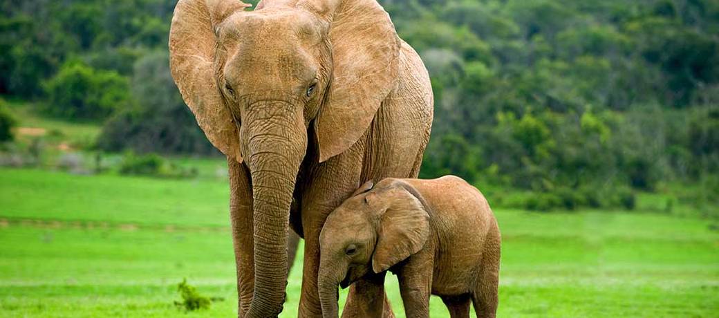 Illustration for Long Memory of Female Elephants is Responsible for the Well Being of their Families