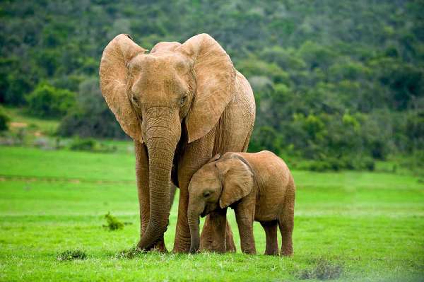 Long Memory of Female Elephants is Responsible for the Well Being of their Families