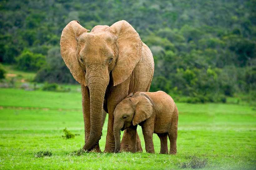 Long Memory of Female Elephants is Responsible for the Well Being of their Families
