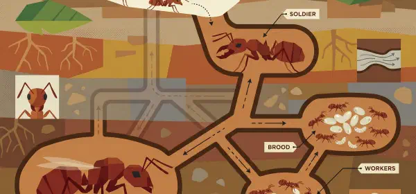Illustration for The Tiny World of Ants