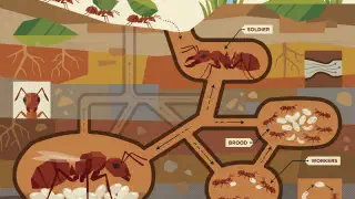 Illustration for The Tiny World of Ants