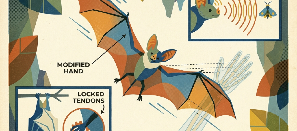 Illustration for The Truth About Bats