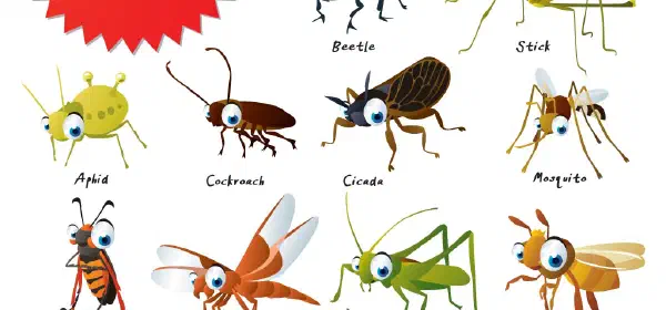 Illustration for The Wonderful World of Insects