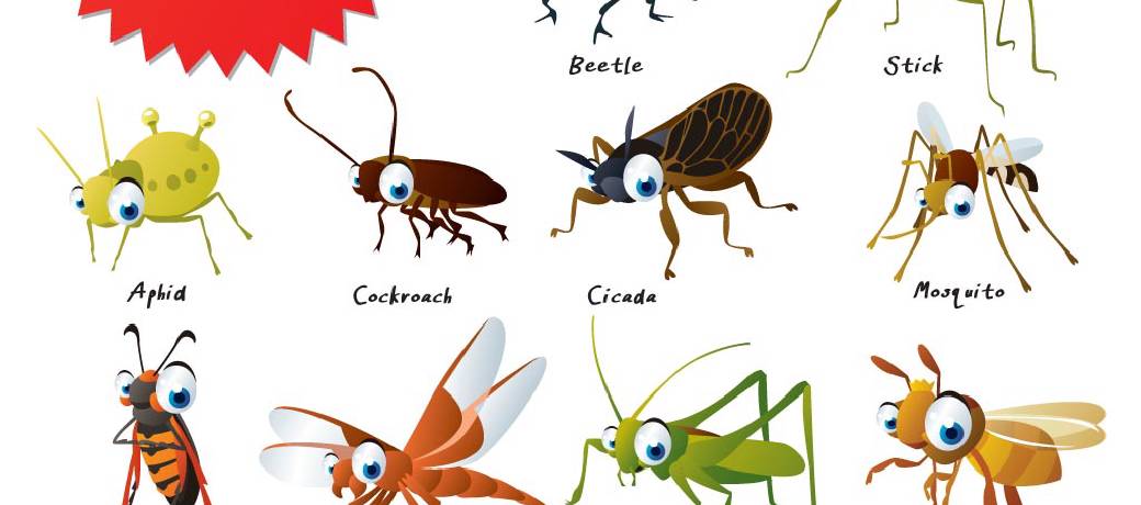 The Wonderful World of Insects