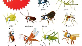 Illustration for The Wonderful World of Insects