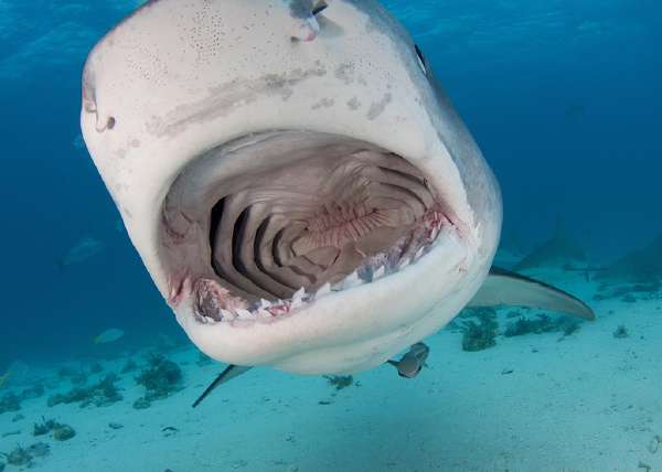 Tiger Shark: Sometimes called 'the garbage can of the sea' because it is known to swallow almost anything that it encounters, including inedible manmade objects
