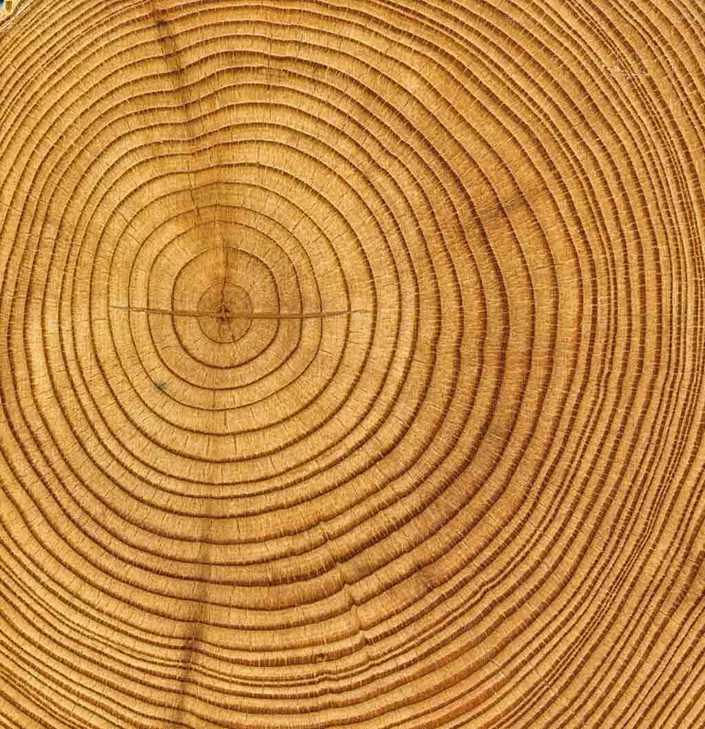 growth rings