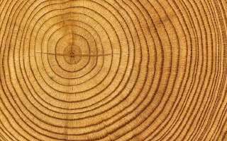 Tree Rings tell many Tales