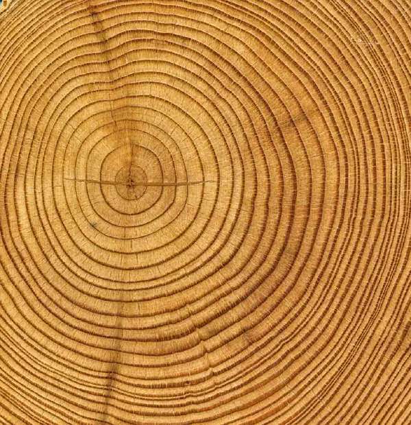 Scientists can use ‘dendrochronology’ or the study of tree time, to learn about past climates by studying the patterns of very old trees.