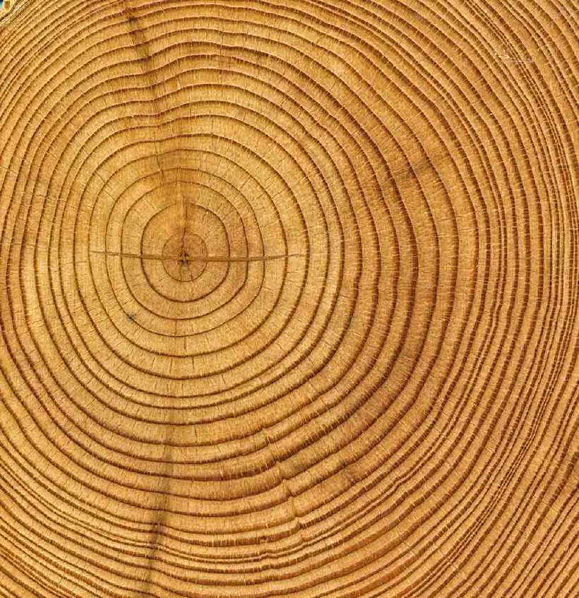 Scientists can use ‘dendrochronology’ or the study of tree time, to learn about past climates by studying the patterns of very old trees.