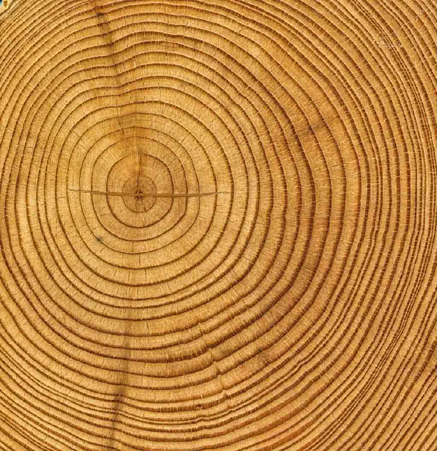 Scientists can use ‘dendrochronology’ or the study of tree time, to learn about past climates by studying the patterns of very old trees.