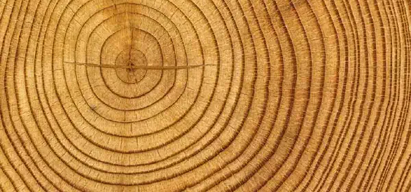 Illustration for Tree Rings tell many Tales