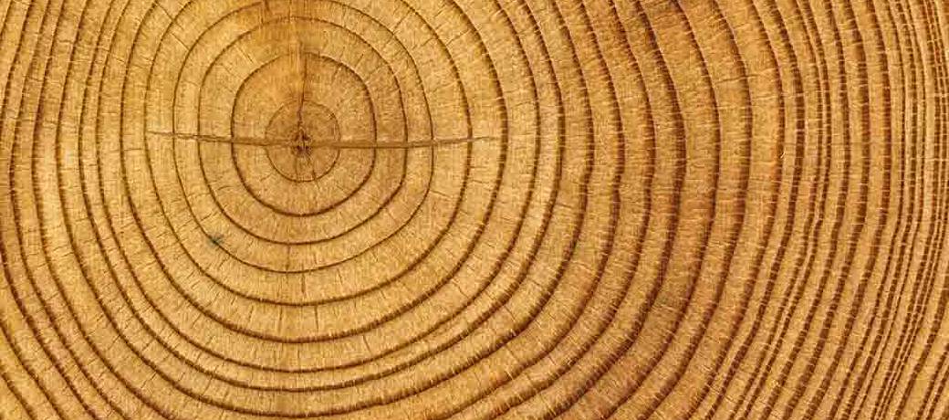 Tree Rings tell many Tales