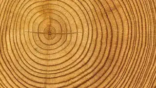 Illustration for Tree Rings tell many Tales