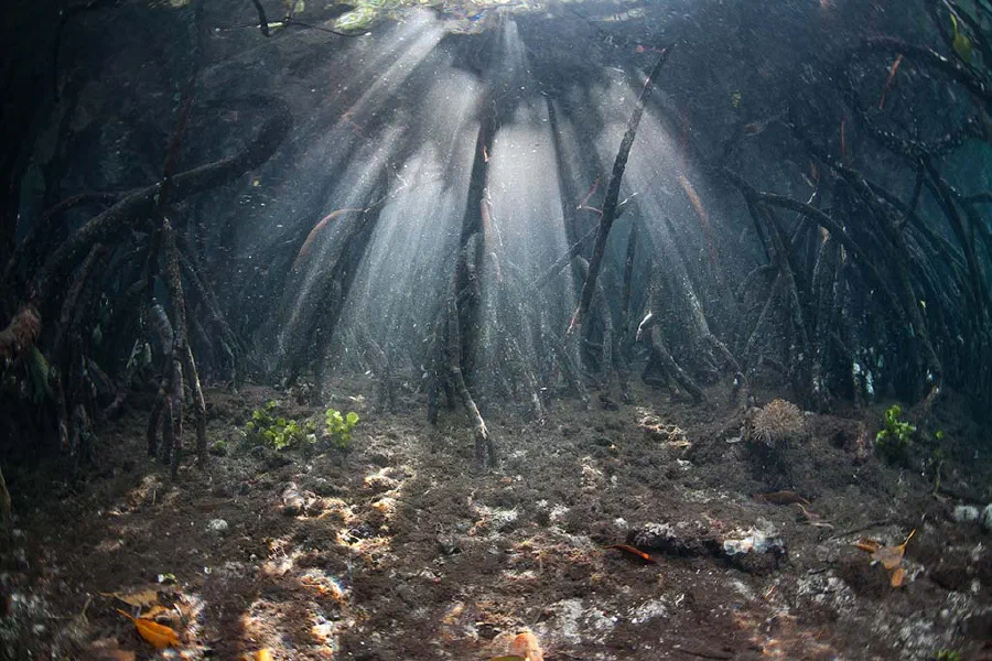 Underwater image of a mangrove-forest: the Importance of the Mangrove Forest