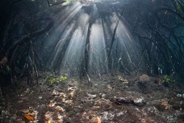 Underwater image of a mangrove-forest: the Importance of the Mangrove Forest