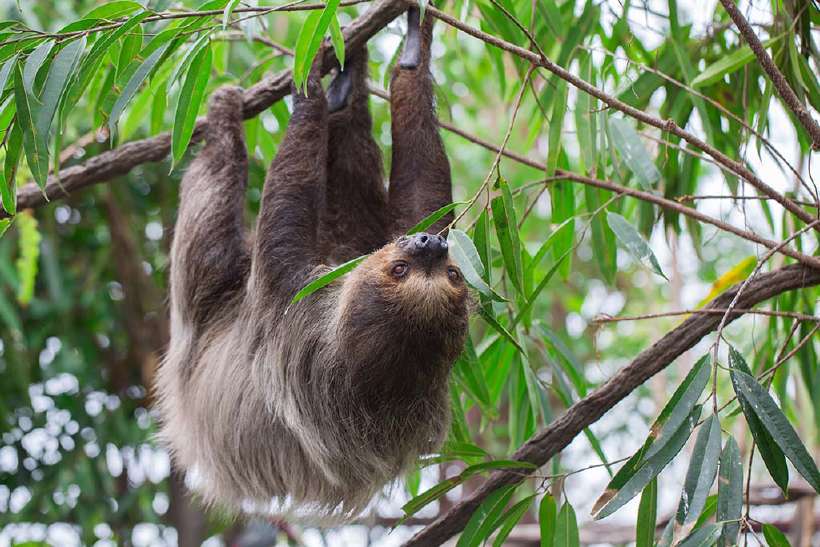 A Sloth hanging upside down on the tree