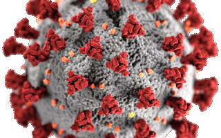 What is a virus?