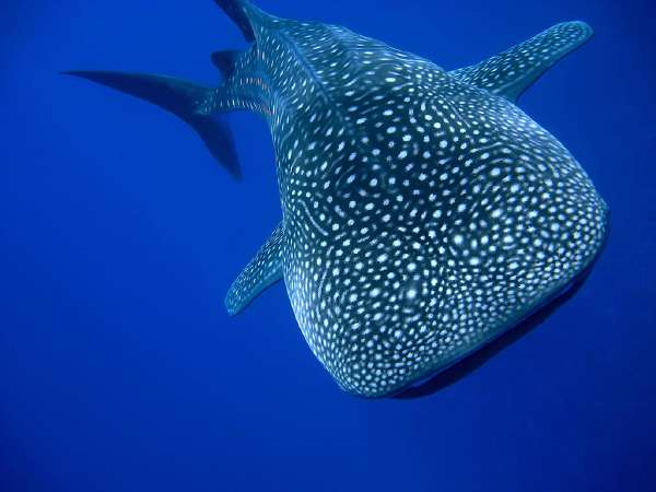 Whale Shark: The whale shark is found in tropical and warm oceans and lives in the open sea, with a lifespan of about 70 years.