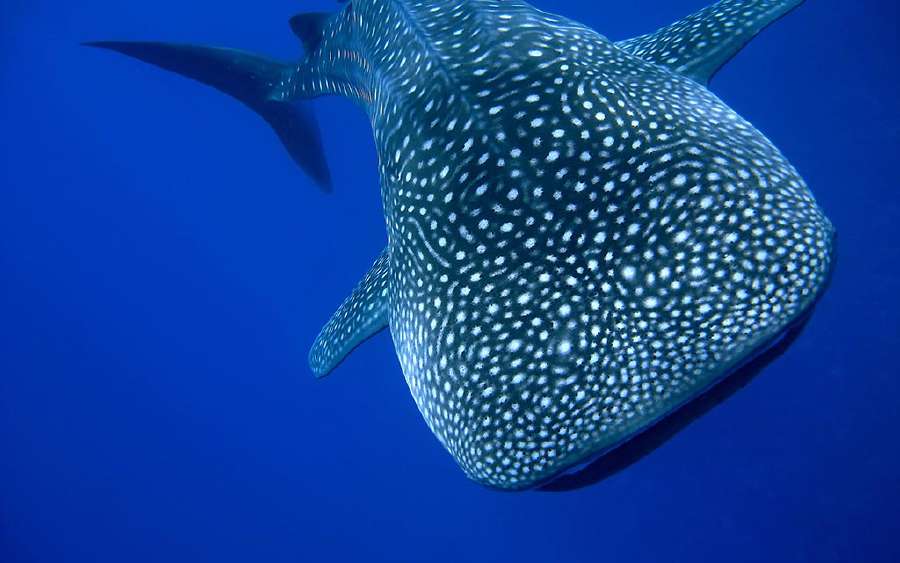 What Kind of Creatures are Sharks?