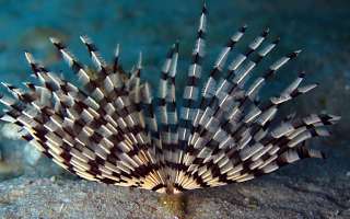 What are Volcanic Tubeworms?