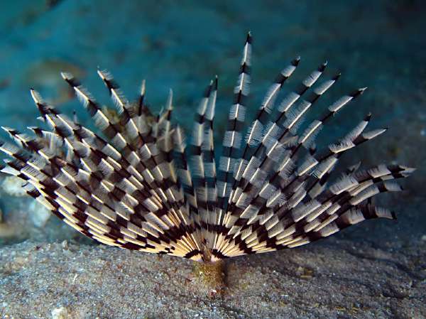 Tube worm