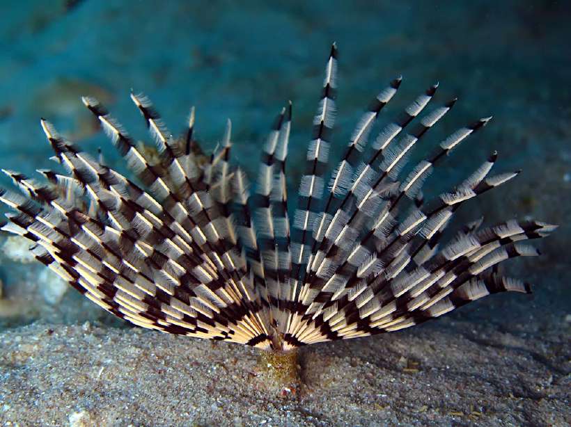 Tube worm