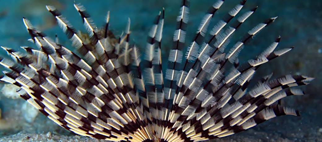 What are Volcanic Tubeworms?
