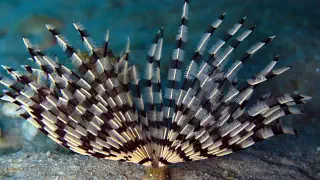 Illustration for What are Volcanic Tubeworms?