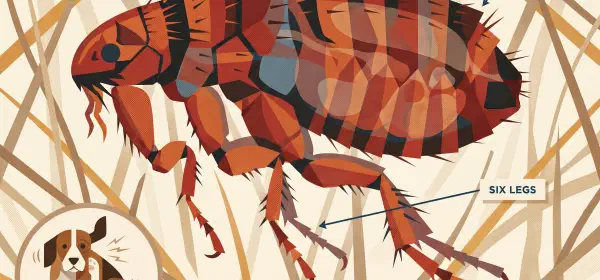 Illustration for What's Biting the Flea?