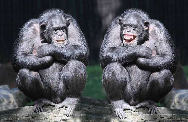 The brainiest animals are chimpanzees, which share 99 per cent of the human deoxyribonucleic acid or DNA.