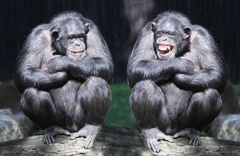 The brainiest animals are chimpanzees, which share 99 per cent of the human deoxyribonucleic acid or DNA.