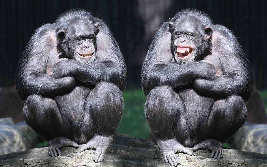 Who's the Brainiest animal of Them All?