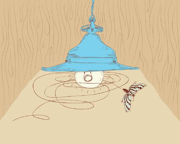 Why are Moths attracted to light?