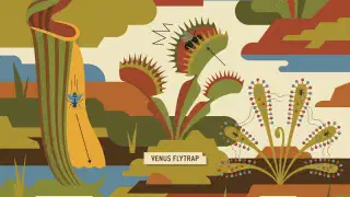 Illustration for Why are Some Plants Non-vegetarian?