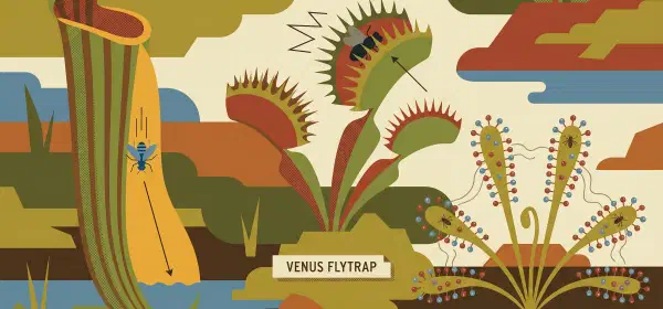 Illustration for Why are Some Plants Non-vegetarian?