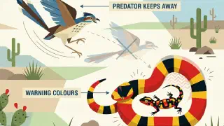 Illustration for Why are Some Reptiles Brightly Coloured?