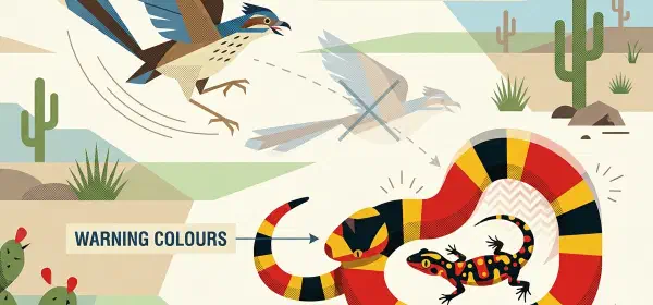 Illustration for Why are Some Reptiles Brightly Coloured?